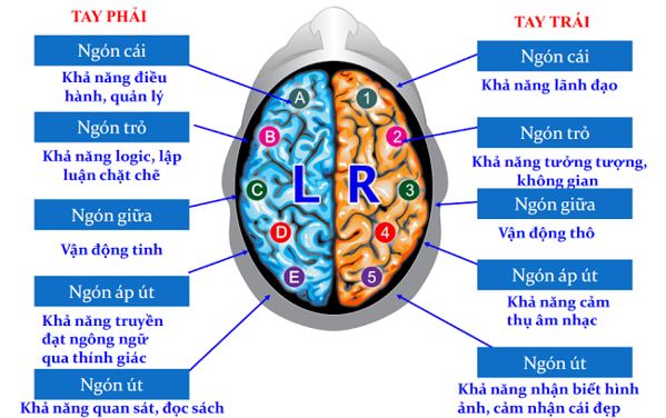 Phân tích 10 chức năng của não bộ