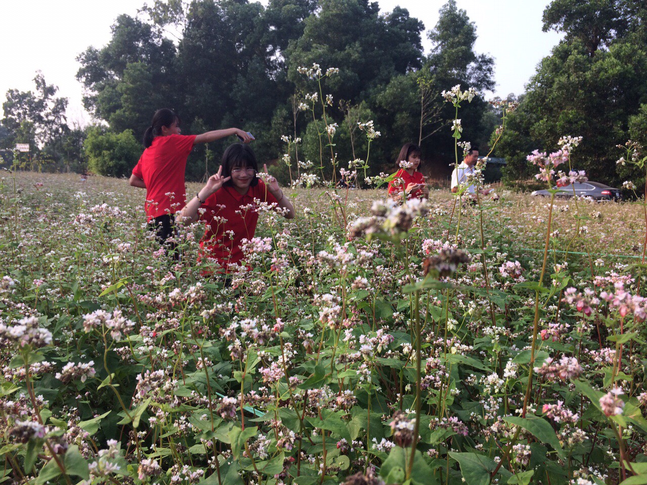 Các em hs đang chụp ảnh tại vườn hoa tam giác mạch