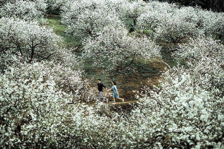 Địa điểm Vườn hoa mận, hoa đào của tại Hang Kia, Pà Cò